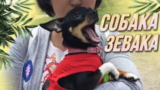 Собака зевака! / AIDA ASKEROVA