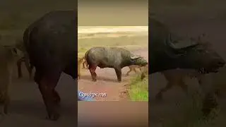 Гиены валят буйвола хватая за уязвимые места.