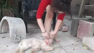 woman butcher goat/ fahim vlog