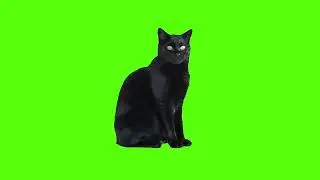 Чёрный кот на хромакее
