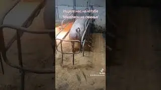 @million_on_pigs