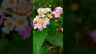 Nature flower video 🙄🙄❤️ 