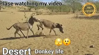 Desert donkey mating | 