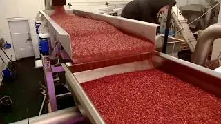 Оптический сортировщик замороженных ягод и сушенных орехов Dryce от Raytec Vision