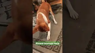 Домашка про землекопов 
