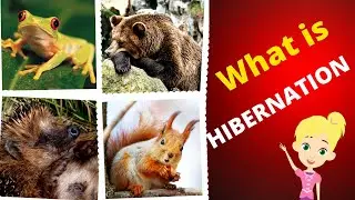 What is Hibernation? | Hibernation for kids