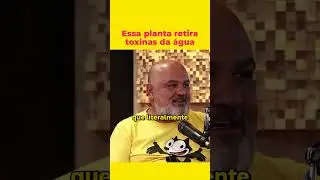 Planta que retira toxinas da água - Rogério Bernardes 