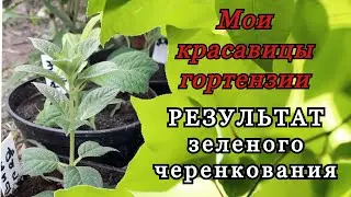 #гортензия