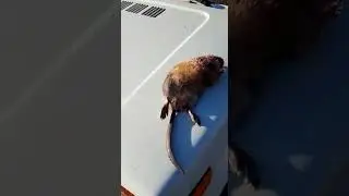 Барсик ондатру поймал