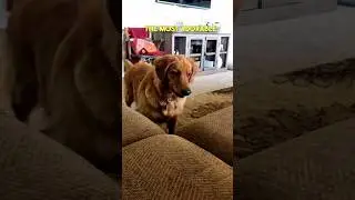 The sweetest golden retriever ❤️