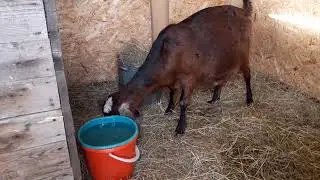 Как выглядит коза за 5 дней до окота.🐐