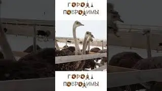 Какой величины мозг у страуса