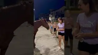 Прогулки в Сочи иногда наполнены непредсказуемыми, но приятными сюрпризами☺️🐴 🤍 