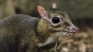 DEER MOUSE - YES THERE IS! || THE LIVING EARTH