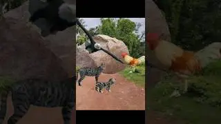 Mama Baby Cat Rooster vs Eagle #shorts #rooster #eagle