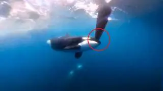 The Real Reason Orcas Are Targeting Boats
