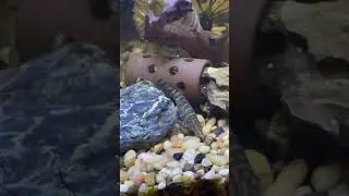Yo-Yo Loach Fun Feeding 40 Gallon Community Tank #shorts