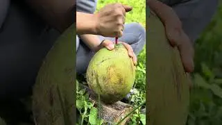 How to drink coconut water without cutting the fruit 