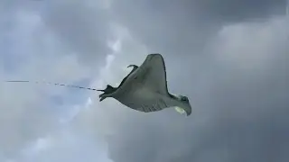 animation /aliens/fish alien/kovai/Coimbatore /vfx/graphics /green screen aloen/creatures /UFO