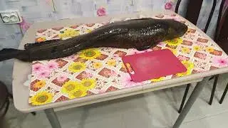 НАЛИМЫ МОНСТРЫ !!!