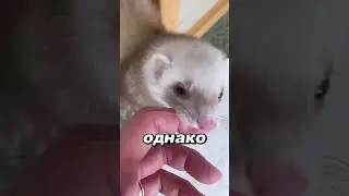 Самый милый убийца в мире 😍🩸 