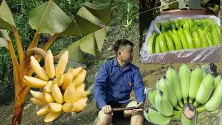 tuaj saib wb cov tsawb cog tau muag 5/19/2023