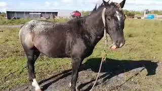 Купите коня! ЧУБАРЫЙ ЖЕРЕБЕЦ