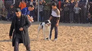 породный Алабай крутой Кобель!