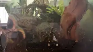 Pictus Catfish Sharing a Meal! Freshwater Fish Tanks