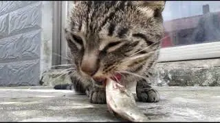 MÈO ĂN CÁ | CAT EAT FISH