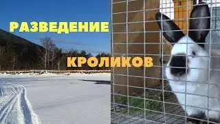 Технология разведения кроликов: спаривание, сукрольность, окрол/Выкармливание и отсадка крольчат