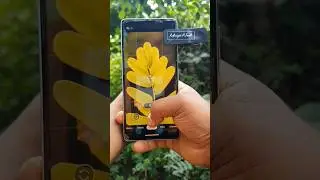 Prosumer 55mm Macro Lens for Smartphone Macro Photography 