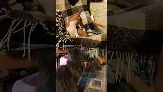 Собаку заманили огурцами в ловушку 