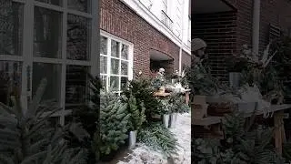 Купить Нибили Пихту В Воронеже 