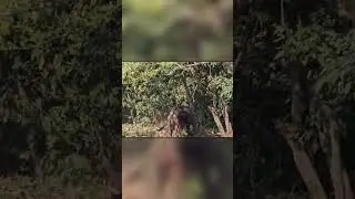 Тигр Напал на Домашнюю Корову