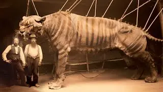 Extinct Animals Scientists Are Close To Bringing Back To Life