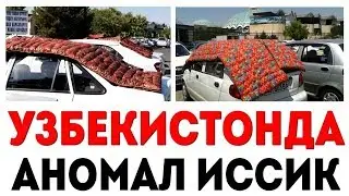 УЗБЕКИСТОНДА ДАХШАТЛИ ИССИК БОШЛАНДИ
