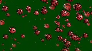 Motion Graphics Green Screen, Free Use