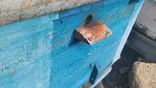 Мешотчатый расплод Черная пчела предвестник беды на пасеке