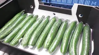 Машина для упаковки огурцов в термоусадочную пленку