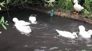 Купание уток мулардов. Bathing of mulard ducks.