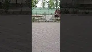❤️Новые вольеры с тиграми и ягуарами.#тайган #shorts