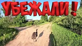 ВЫКОПАЛ ПРУД , А ТЕПЕРЬ ЗАКАПЫВАЮ ! СТРАУСЫ УБЕЖАЛИ !