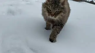ГУЛЯЛИ КОШКИ У РЕКИ