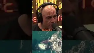 The Scariest Animal