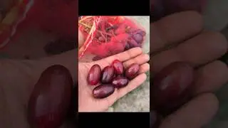 Виноград Зоренька / grape vine zorenka