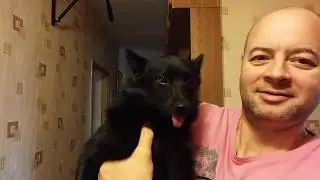 Собака породы Шипперке Джая дразнится) показывая свой язык.