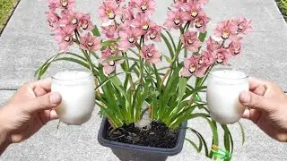 Apenas 1 copo faz lotar de tantas flores (qualquer planta)