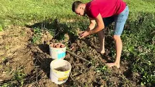Potato digging season. Rural work
