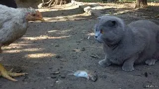 ✴Жесть! Курица-хищница ! ✴Ест мышь у кота✴/Сat and chicken